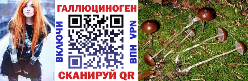 цена Жуковский Псилоцибиновые грибы Psilocybine cubensis